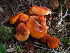 Hygrophorus subsalmonius thumbnail 2