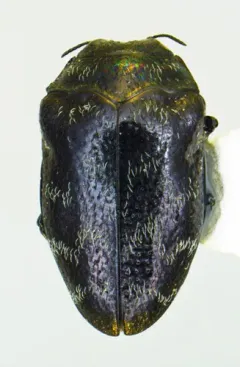 Trachys minutus thumbnail 2