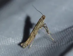 Alder Leafminer thumbnail 2