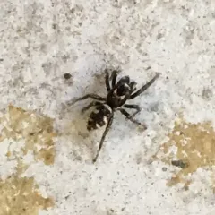 Zebra Jumping Spider thumbnail 6