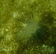 Fringed Cerianthid thumbnail 4