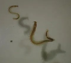 Platynereis bicanaliculata thumbnail 3
