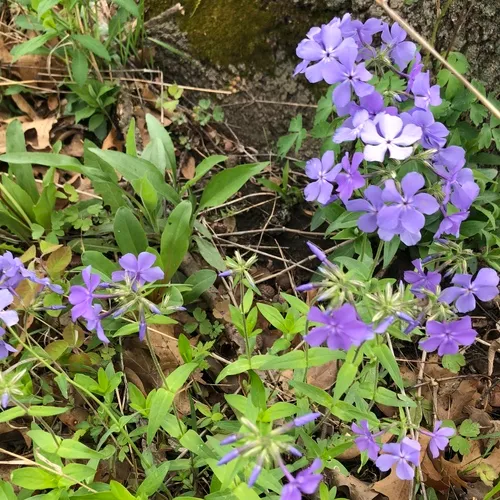 blue phlox