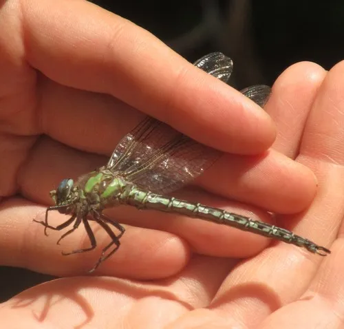 Cyrano Darner