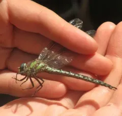 Cyrano Darner thumbnail 1