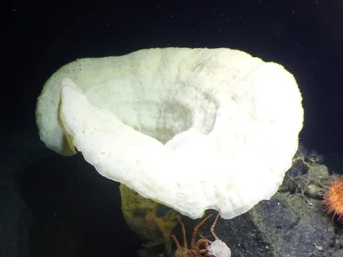 Chonelasma oreia