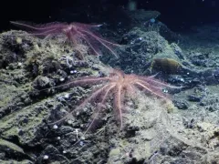 Fragile Feather Star thumbnail 2