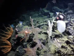 Orange Ruffled Tritonid thumbnail 4