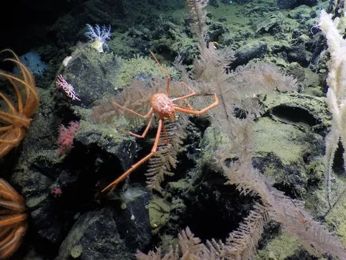 Sternostylus iaspis