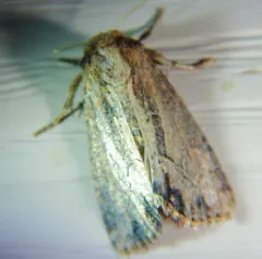 Reed Canary Grass Borer Moth thumbnail 1