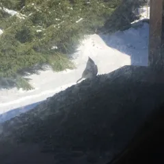 Tufted Titmouse thumbnail 3