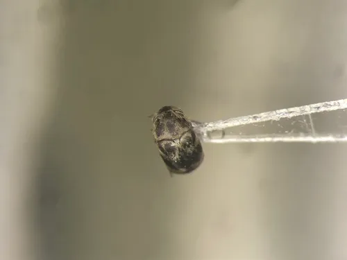 Mordellaria undulata