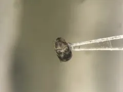 Mordellaria undulata thumbnail 1