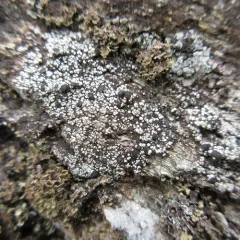 Boreal Single-spored Map Lichen thumbnail 4