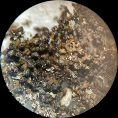 Powdered Camouflage Lichen thumbnail 4