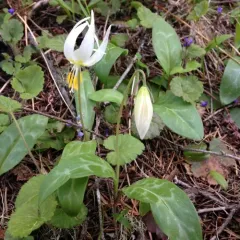 giant white fawn lily thumbnail 2