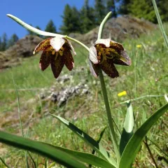 checker lily thumbnail 2