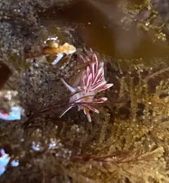 British Columbia Aeolid thumbnail 3