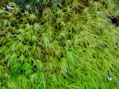 Howell's Dicranum Moss thumbnail 4