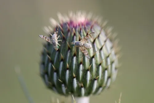 Terellia palposa