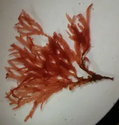 Membranoptera platyphylla thumbnail 2