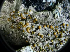 Caloplaca litoricola thumbnail 2