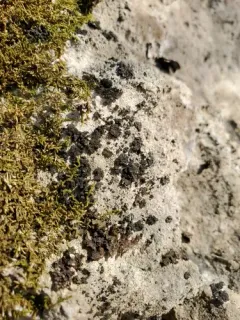 Thousand-fruited Jelly Lichen thumbnail 3