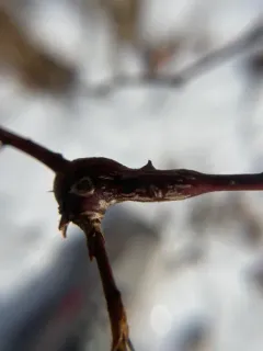 Neolasioptera nodulosa thumbnail 2