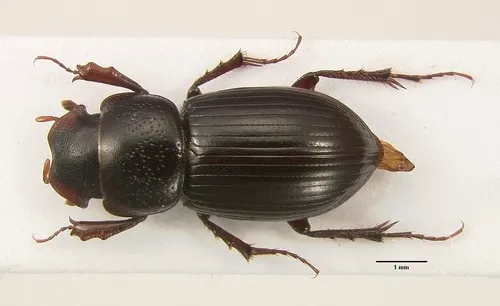 Stenotothorax oriens