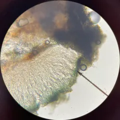 Aspicilia verrucigera thumbnail 2