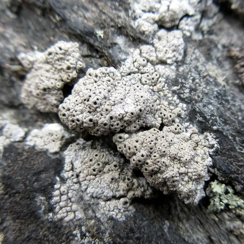 Crater Lichen