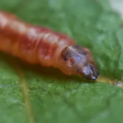 Elachista cucullata thumbnail 2