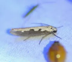 Viper's Bugloss Moth thumbnail 4
