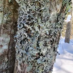Bottlebrush Shield Lichen thumbnail 3