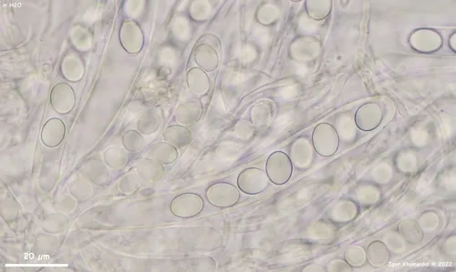 Lasiobolus microsporus