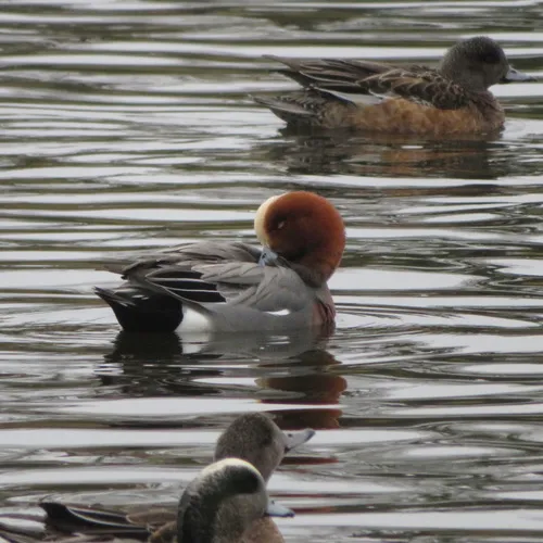 Eurasian Wigeon
