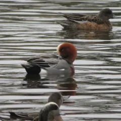 Eurasian Wigeon thumbnail 1