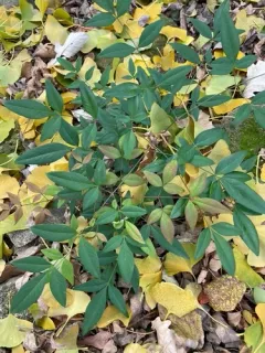 Heavenly bamboo thumbnail 3