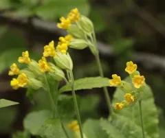 Cowslip thumbnail 4