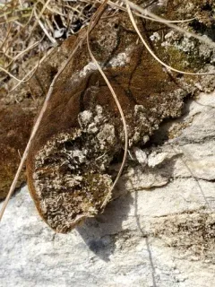 Verdigris Tufa-moss thumbnail 3
