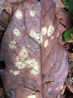 Coccomyces tumidus thumbnail 2