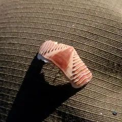 Lined Chiton thumbnail 4