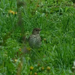 Gray-cheeked Thrush thumbnail 4