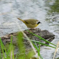 Common Yellowthroat thumbnail 3