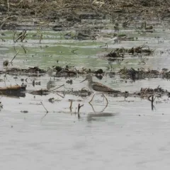 Lesser Yellowlegs thumbnail 3