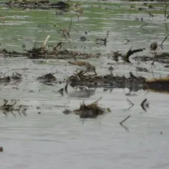 Semipalmated Sandpiper thumbnail 3