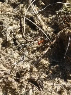 Formica prociliata thumbnail 4