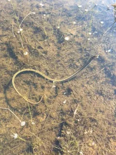Slender Glass Lizard thumbnail 1