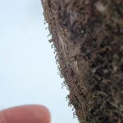 Hairy Scalewort thumbnail 3