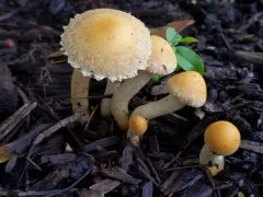 Leratiomyces riparius thumbnail 4